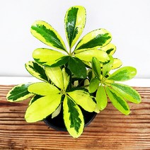 꽃나무팜 무늬홍콩야자 칼라홍콩야자 우산나무 공기정화 실내인테리어식물