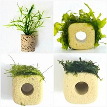 나자스말물미역리시아프리미엄모스 초보음성수초키우기, 2번 물미역모스활착 1.6 x 1.5