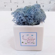 스칸디아모스 천연이끼 공기정화 큐브 모스, 손그림 큐브 화이트 모스-라벤더블루
