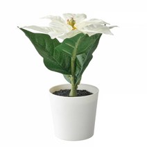 이케아 FEJKA 페이카 인조식물+화분 포인세티아 화이트 6cm 604.685.04, poinsettia