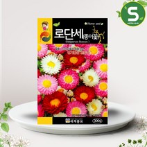 솔림텃밭몰 로단세씨앗 300립 종이꽃 꽃씨앗 혼합종
