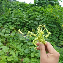 국내산 호박손, 50g