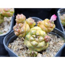 리치아이금(임의배송상품)-004 아프리카식물 반려식물 선인장 인테리어식물, 1개