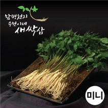 함평천지 승현이네 새싹삼 못난이120뿌리(크기 모양 상관없이)