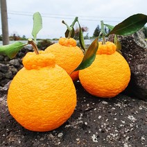 제주 한라봉 선물세트 3kg 5kg 10kg, 한라봉 선물세트 3kg (7-13과)