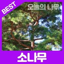 합리적 가격의 우수한 소나무묘목(적송/반송) 판매, 적송(25cm이상) 포트묘