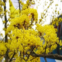 착한가격 나무생각 / 산수유 / 노란꽃 / R4 / 개화주, 주