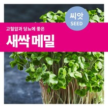 마이플랜트 새싹 메밀 씨앗 30g, 1개
