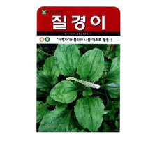 SN월드 씨앗 민속특수씨앗 약초 곰취 냉이 와송 삼채 더덕 도라지 당귀 잔디, 질경이나물