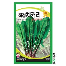 적경치커리 1000립 / 상추씨앗 쌈채소씨앗 치커리씨앗 치커리씨