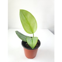 트루비 문라이트 소품 스킨답서스 1015199, 1개