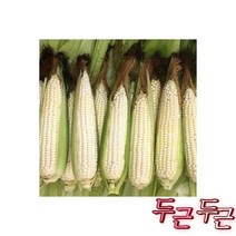 강원도 50개입 정선 홍천 햇 옥수수, 강원도 찰옥수수 50개입 정선 홍천 미백 햇 옥수수