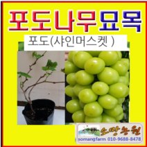 (GL소망)청포도(샤인머스켓)묘목(삽목2년)포트 1그루