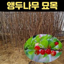 핫딜몬 앵두나무 묘목 결실 분묘 조선앵두, 1개