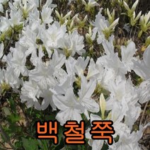 백철쭉 나무(흰색) 키30cm개화주 10그루 나무 묘목 꽃나무 과일나무 유실수 조경수 관목