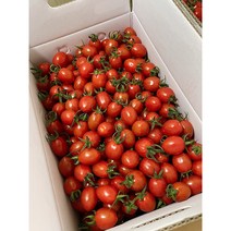 고당도 대추 방울토마토 2.5kg 5kg 충구네도마도 산지직송 당일수확, 대추방울토마토 2.5kg (4번과)