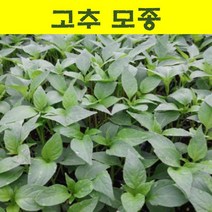 채소모종/ (일반고추) 모종/ 10개 MJ26