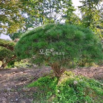[모든원예조경] 반송나무 묘목 (폭50cm전후) 분묘 둥근소나무 관상수 상록수, 1개