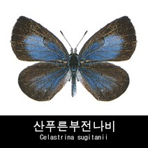 나비표본 산푸른부전나비 Celastrina sugitanii