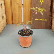 가꾸다 홍다래나무, 1개