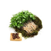 황룡새싹인삼 청년농부의 정직하고 건강한 새싹삼, 1box, 최고급품 _ 100뿌리
