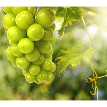 튼튼마트 고당도 샤인머스켓 2-2.5kg 4kg 원플원, 4kg(3~5송이)