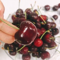 생 체리 3kg 생체리 캘리포니아체리 워싱턴체리 항공직송 미국체리 생체리1kg cherry, 상세페이지 참조