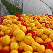 공주네농장 성주 참외, 14. 정품 / 선물 제수용  10KG / 특대과, 1박스