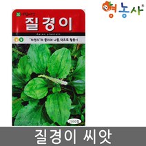 질경이씨앗 2000립, 단품