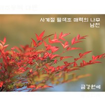남천 나무 묘목 금강원예, H0.8