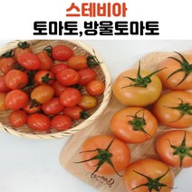 국내산 스테비아 토마토 토망고 방울토마토, 스테비아토마토1kg