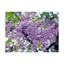 순희농장 미스라일락나무 40~50cm 화분 미스김라일락 나무묘목 조경수 정원수, 미스김라일락나무 40~50cm ( 화분  1)