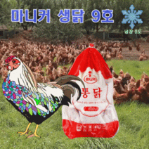 닭9호 마니커 당당한닭 생닭 통닭 계육 09호 10수 생닭 9호 850g, 당당한닭 생닭 9호 10수