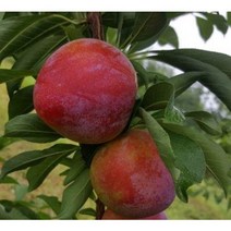 자두나무묘목 7품종 특묘 왕자두 호무샤 추희 왕피자두 로얄대석 자엽자두 접목 1년생유실수, 06 자엽자두