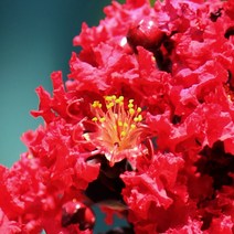 [충북농원] 자엽단홍 목백일홍 배롱나무 묘목 - H1.2, 단품
