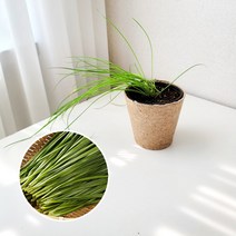 부추 키우기 풀 패키지 재배키트 DIY, 지피포트(1형)