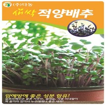 새싹적양배추 씨앗 12g, 단품
