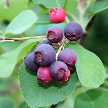 준베리나무/결실주/묘목/dd0220