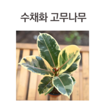 수채화 고무나무 실내공기정화식물 식물키우기 인테리어 화분 수채화 고무나무 플렌테리어 반려식물 초보 식집사에게 적합한 식물
