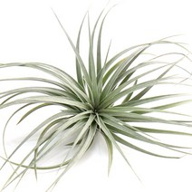 갑조네 이오난사 모음 틸란드시아 에어플랜트 공기정화식물 실내인테리어 식물 행잉플랜트, 11.휴스톤(소), 1개