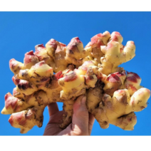 23년 수확 국산 햇생강 생강 특품, 생강 1kg x 1box