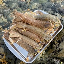 자연산 거제도 갯가재 1kg
