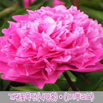 충주원예조경 개량꽃목단(낙양홍) (1지뿌리묘), 주