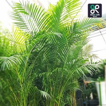 [서울/경기 당일배송]특대형 식물 아레카야자 3m 빅사이즈 실내조경 이레카야자 대품 화분, 10000원 추가지역, 1개