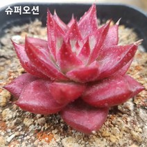 다육 다육식물 [8종을 한눈에 예쁜 다육]모음, 1번 - [슈퍼오션]