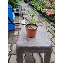 15~30cm 45 구근멕시코소철 소품