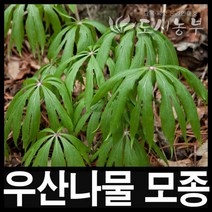 우산나물 종근 5개 우산나물 모종