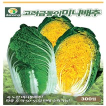 고려금동이미니배추 씨앗 1000립