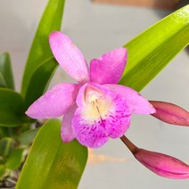 가꾸다 카틀레아 잔넬 카틀레야