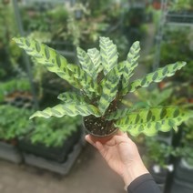 식물공장 칼라데아인시그니스 20~30cm 45 야생화 공기정화식물 관엽식물